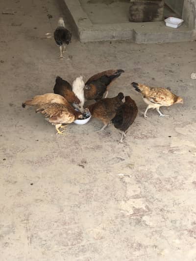 1100 RS PER KG 15 pieces available 350 400 gram chicks