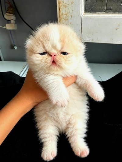 Cfa Peki Bicolor Male kitten high quality