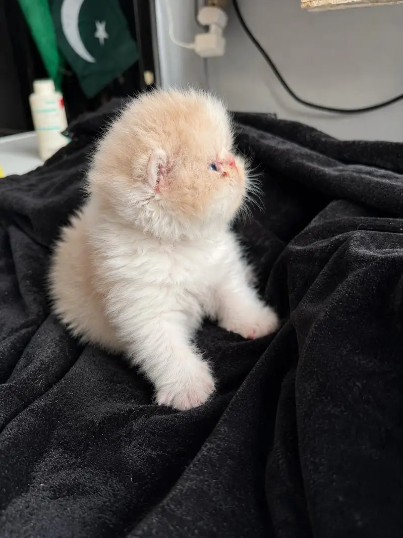 Cfa Peki Bicolor Male kitten high quality — photo 2