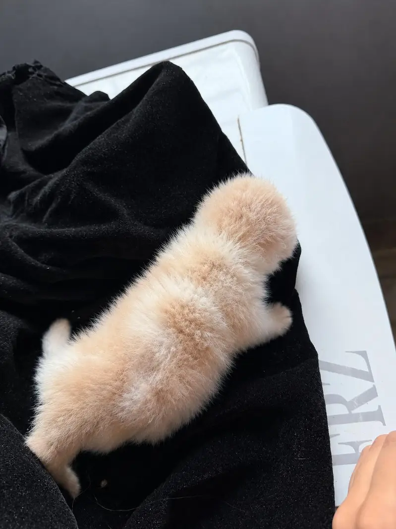 Cfa Peki Bicolor Male kitten high quality — photo 3