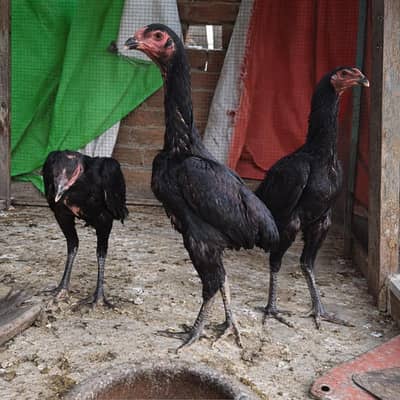 king shamo females 03014388928