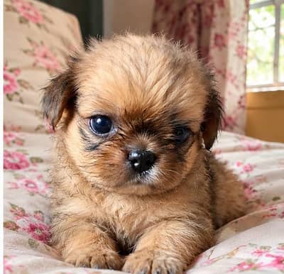 shih tzu puppy male available for sale