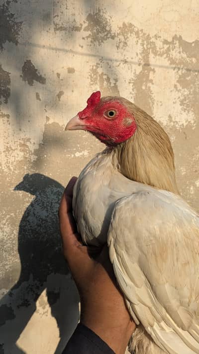 pure miawali hera aseel high quality