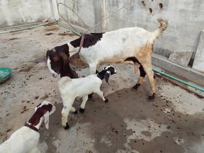 Bakri sth 2bachy
