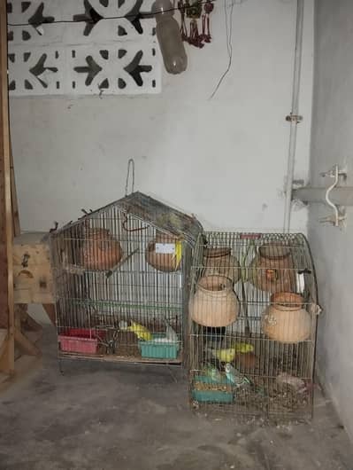 Healthy and Active Bajri Parrots Pair For Sale