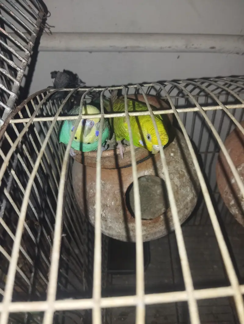 Healthy and Active Bajri Parrots Pair For Sale — photo 2