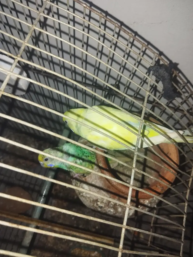 Healthy and Active Bajri Parrots Pair For Sale — photo 3