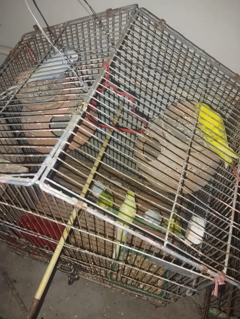 Healthy and Active Bajri Parrots Pair For Sale — photo 4