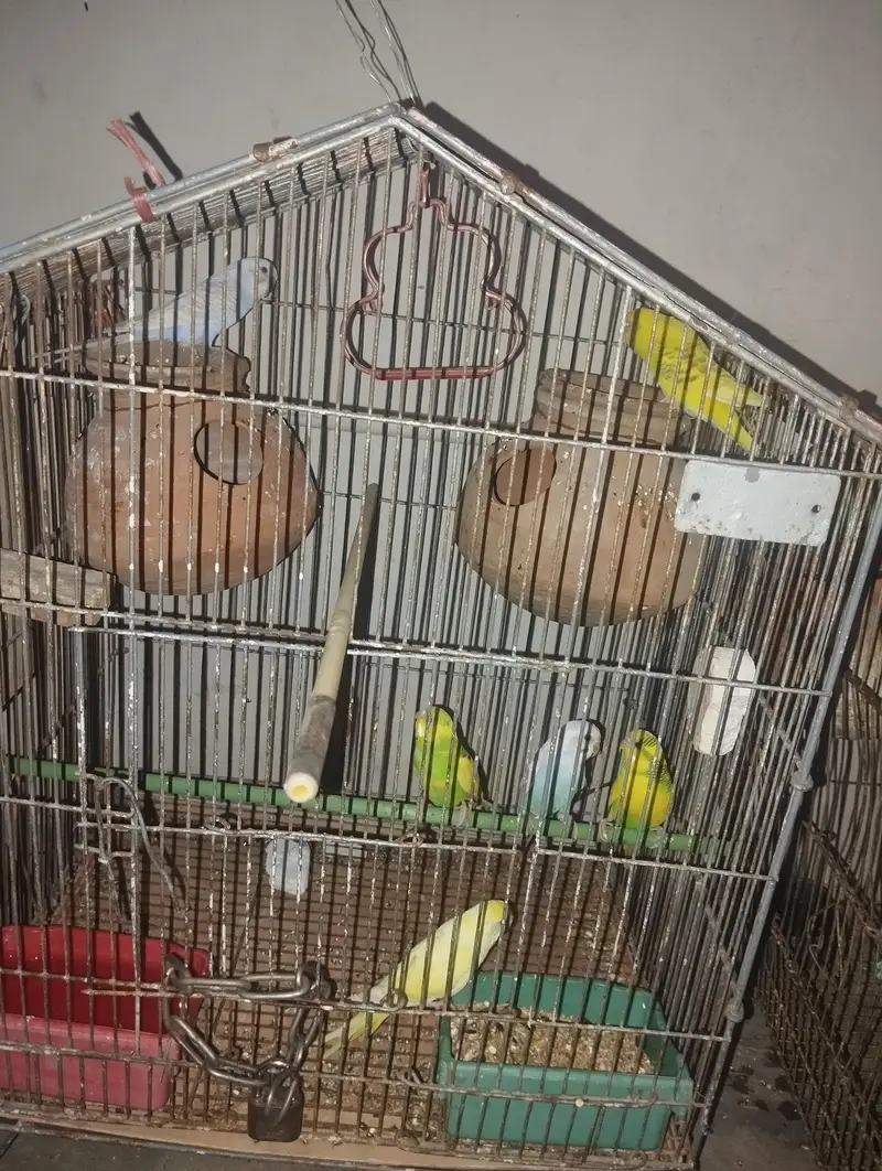Healthy and Active Bajri Parrots Pair For Sale — photo 5