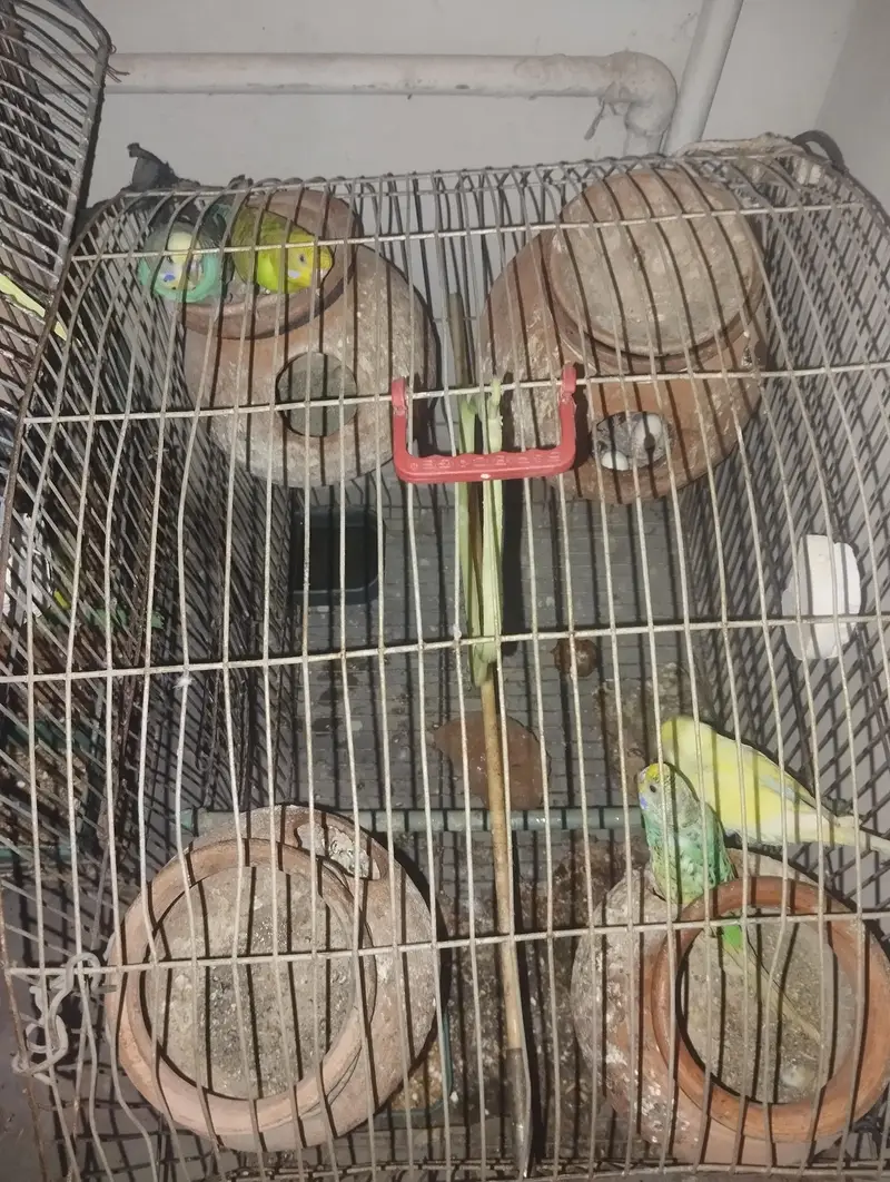 Healthy and Active Bajri Parrots Pair For Sale — photo 6