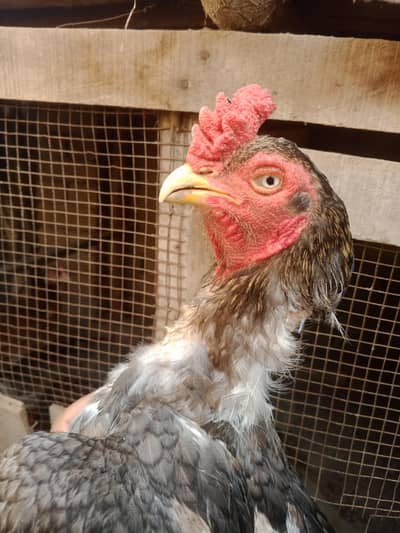 Aseel Mianwali Breeder male