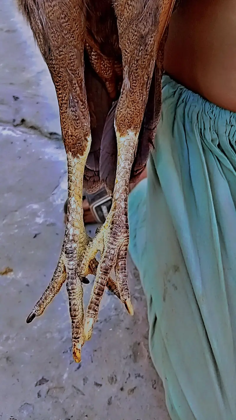 Aseel lasani and mianwali Females — photo 4