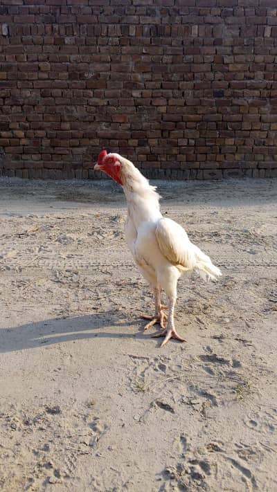 home breed aseel
