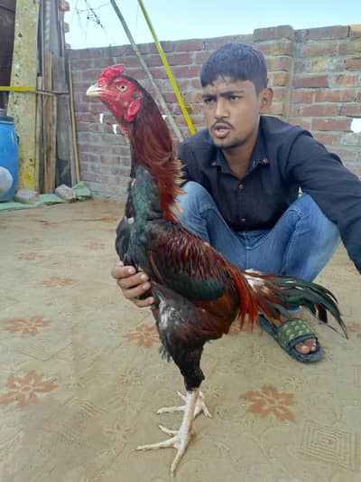 KMALIYA ASEEL03008856703