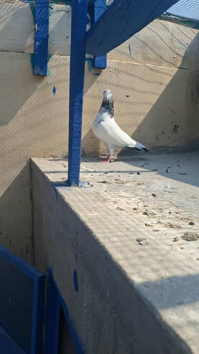 jonsery high flyer male for sale