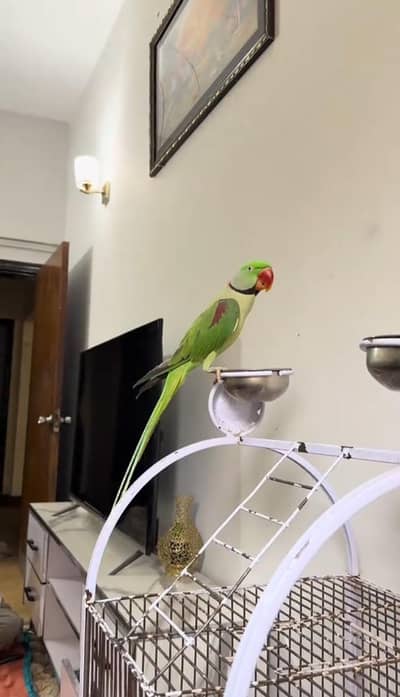 Kashmir Raw parrot hand tam