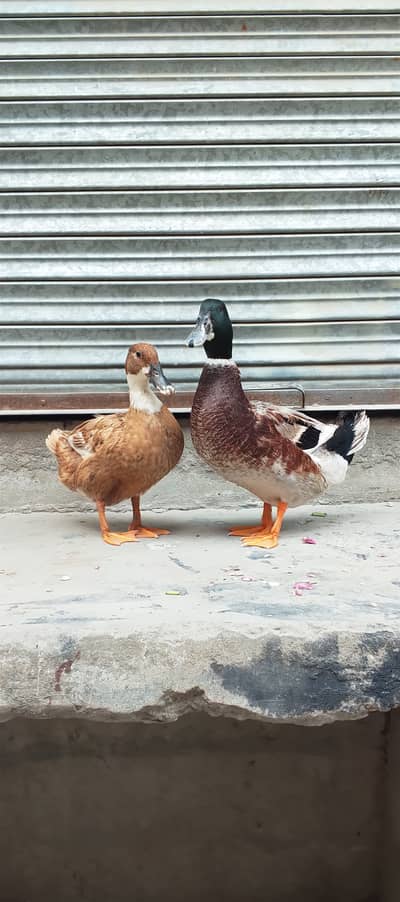 Beautiful duck pair