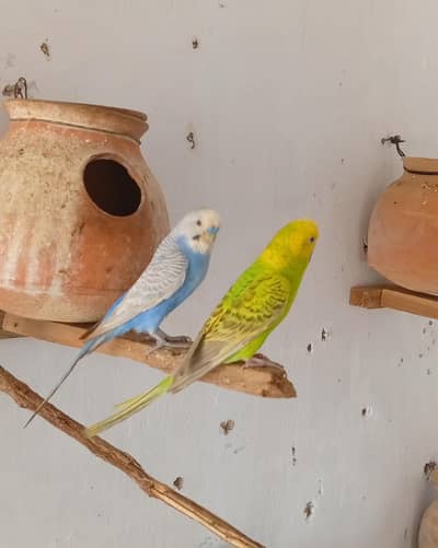 Healthy and Active Budgies / Bajri Parrots
