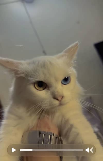 2 colors eyes cat