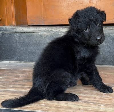black german shephard