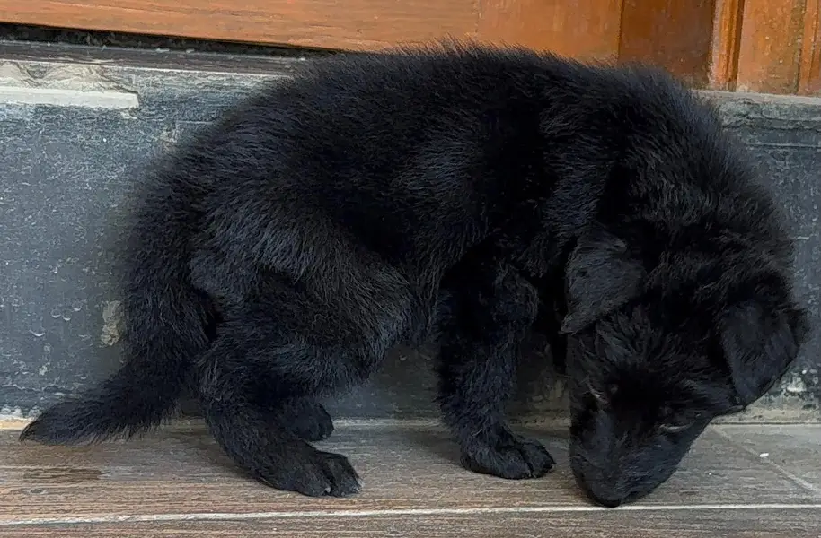 black german shephard — photo 2