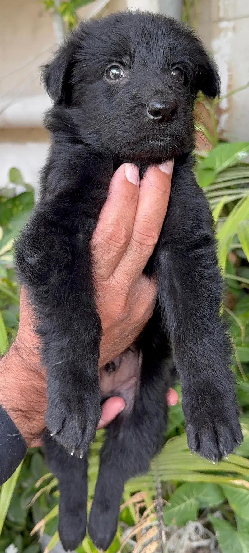 black german shephard — photo 3