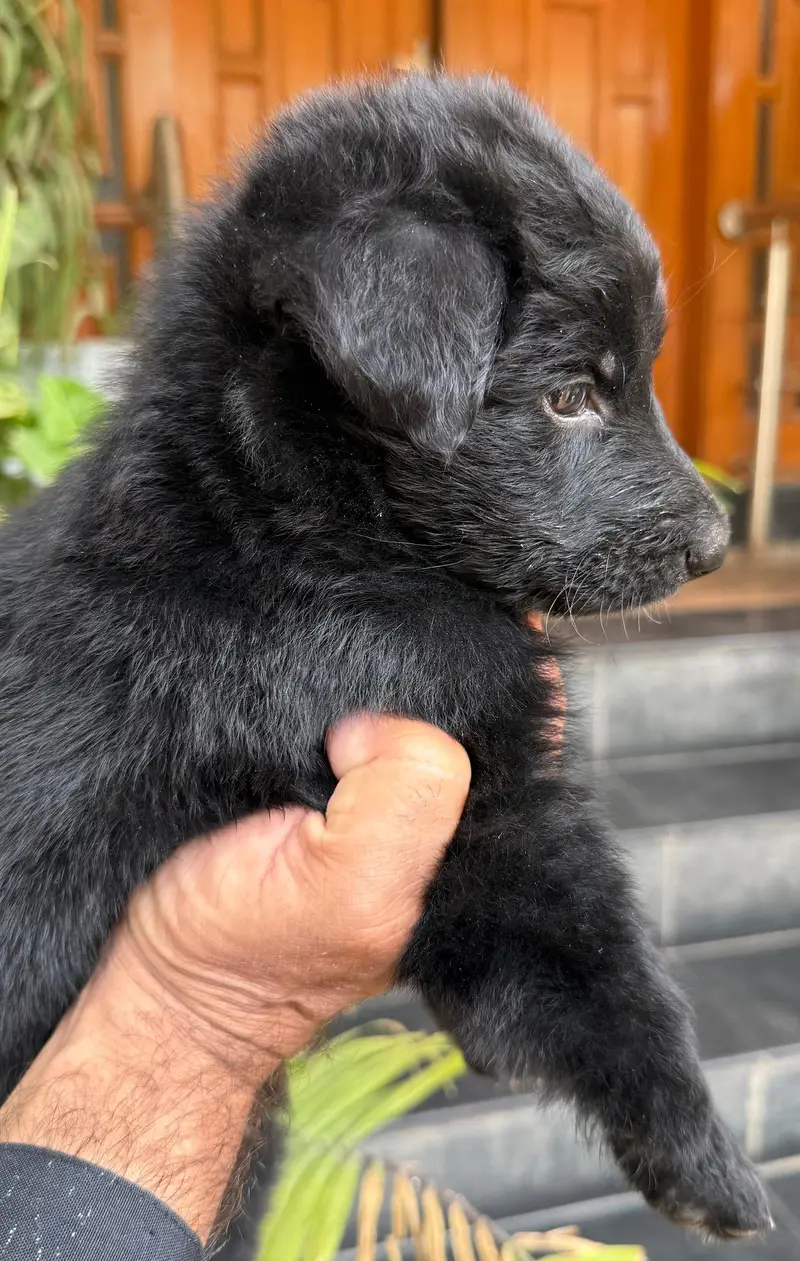 black german shephard — photo 4