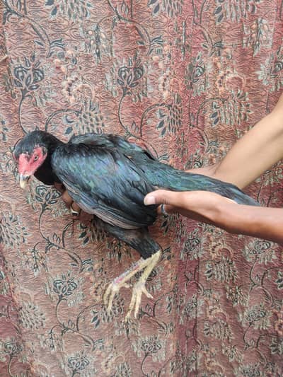 Pure Thai Cross Black Aseel Hen For Sale.