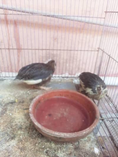 Birds for sell available rabta O3I9-O39O77O py karen