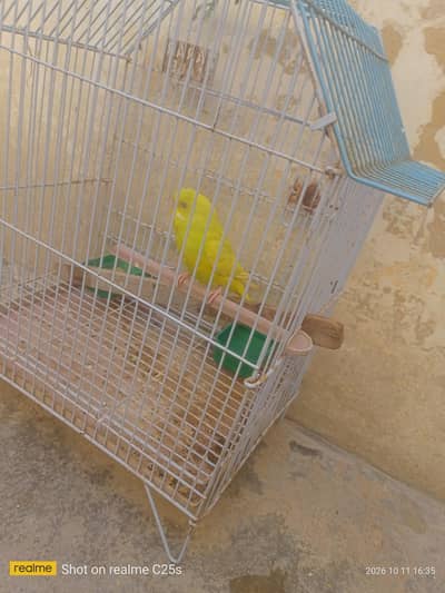 Beautiful Yellow  Parrot for SALE