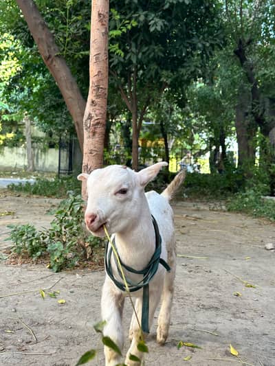 Mashallah Gulabi bacha hai 2 months ka barbari teddy hai
