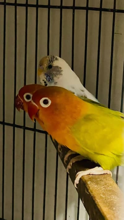2 pair lovebirds parrot 1 pair Australian parrot with gaje