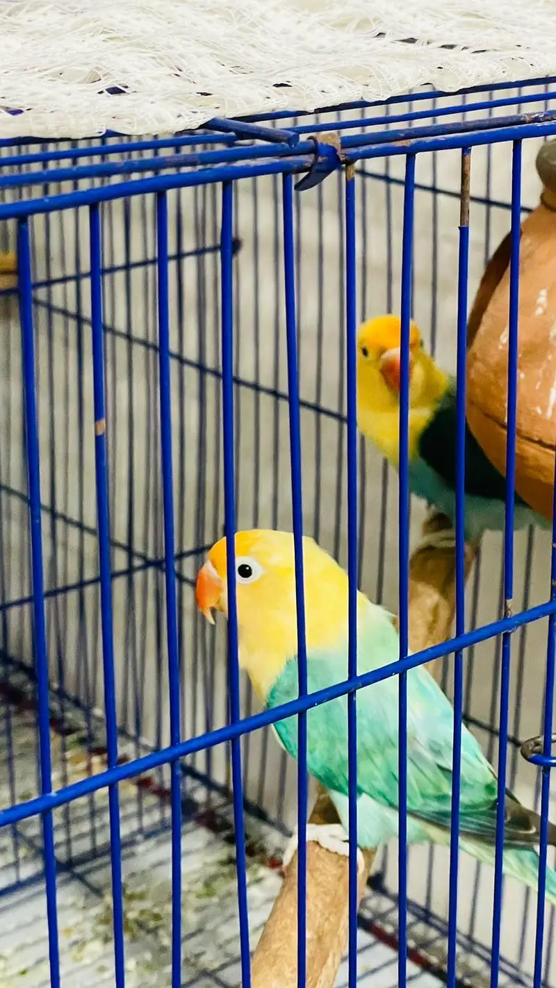 2 pair lovebirds parrot 1 pair Australian parrot — photo 2