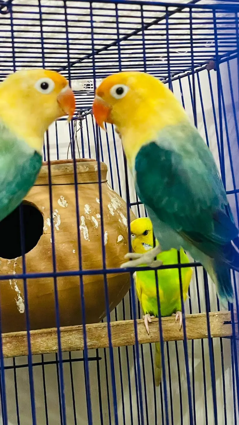 2 pair lovebirds parrot 1 pair Australian parrot — photo 3