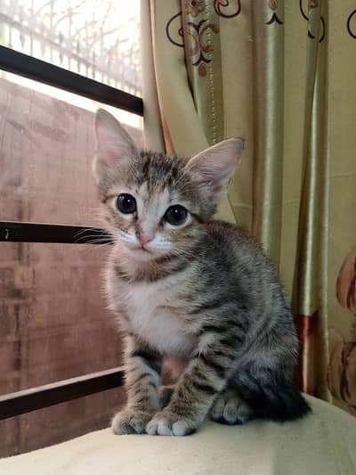 Cat for sale