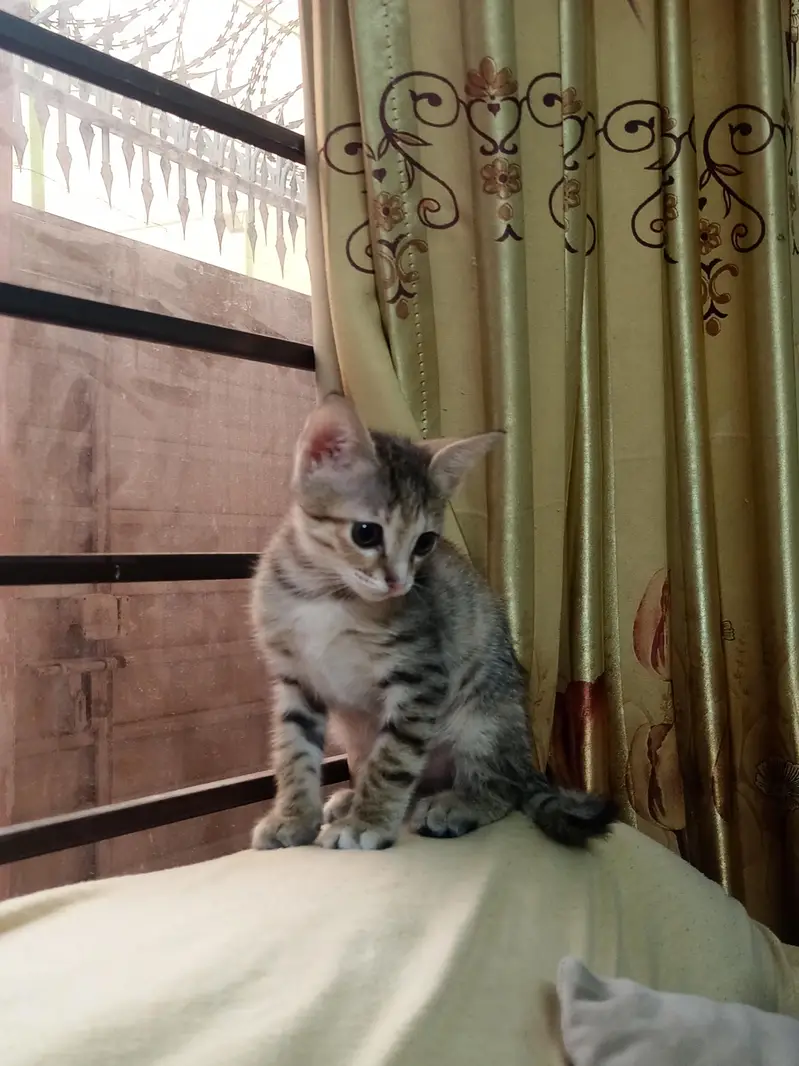 Cat for sale — photo 2