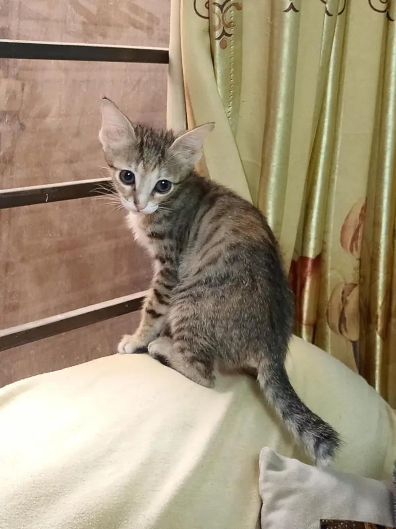 Cat for sale — photo 3
