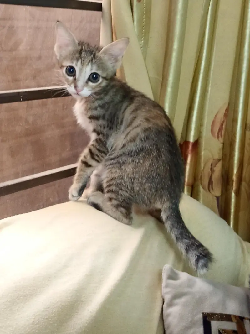 Cat for sale — photo 4