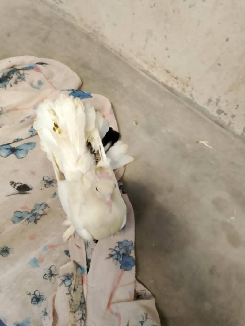 faintail 1