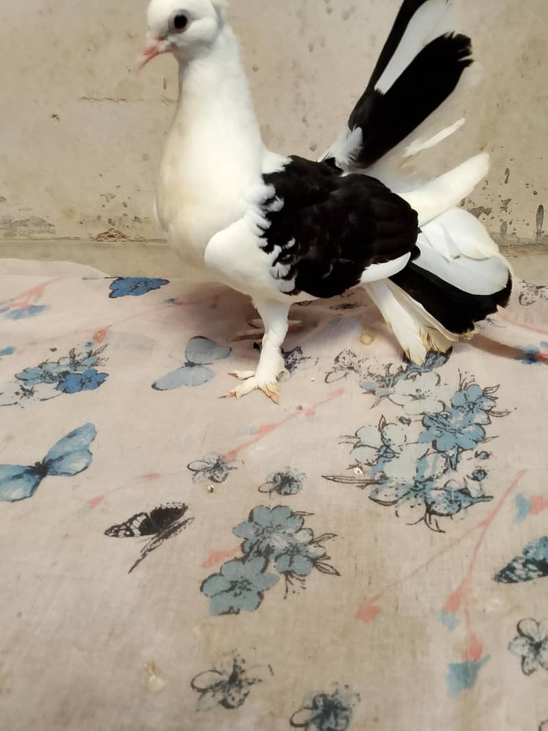 faintail 13