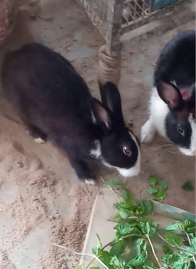 Desi Rabbits and Bannies