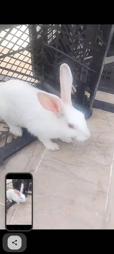 Healthy & Active Rabbit Pair For Sale - White Bunny