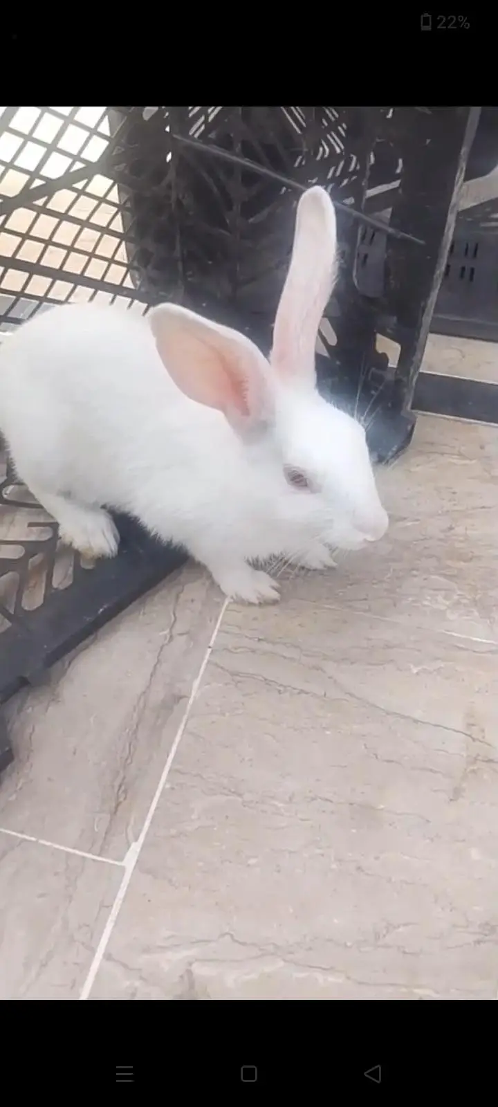 Healthy & Active Rabbit Pair For Sale - White Bunny — photo 2