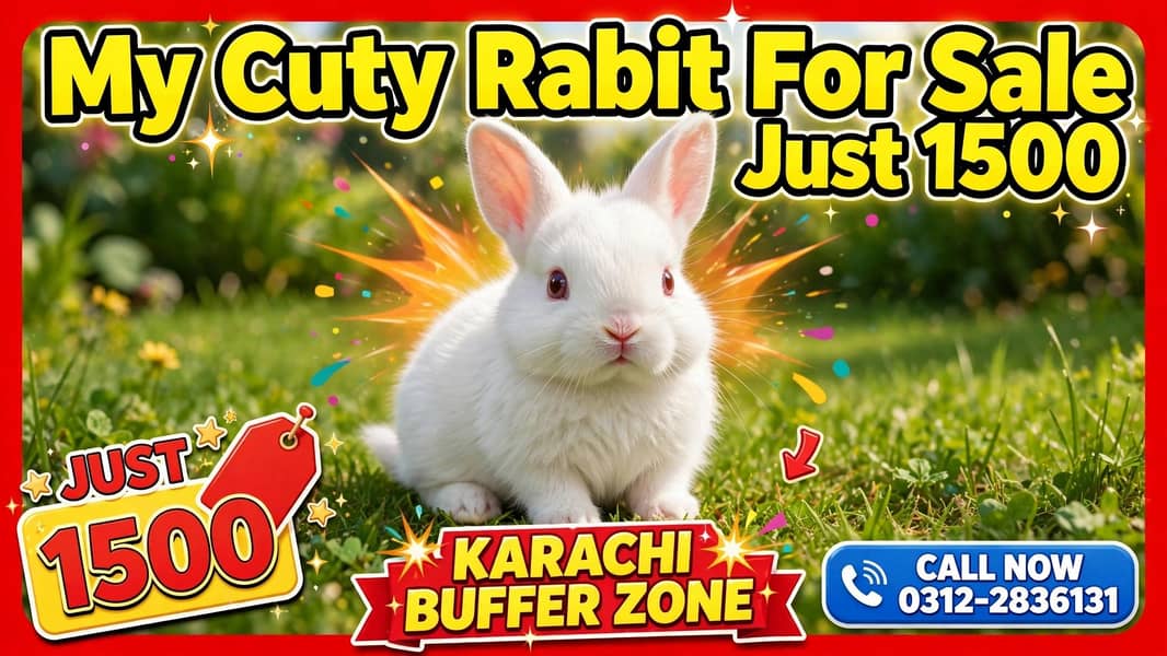 Healthy & Active Rabbit Pair For Sale - White Bunny - Rabbits - 1120344228