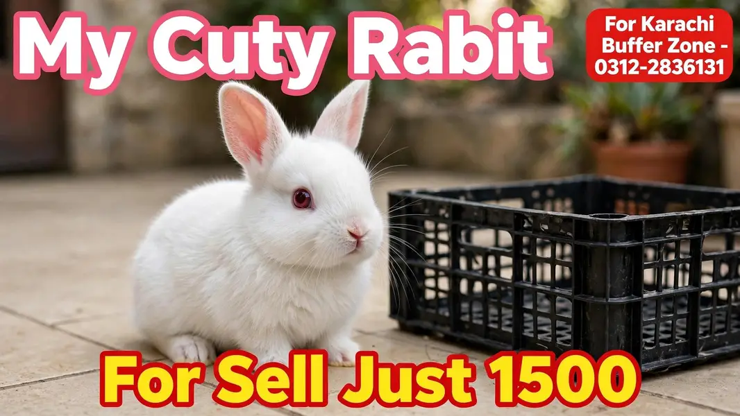Healthy & Active Rabbit Pair For Sale - White Bunny — photo 4