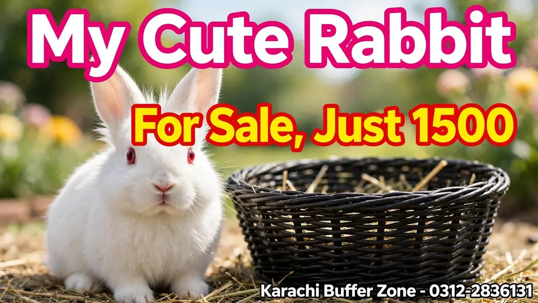 Healthy & Active Rabbit Pair For Sale - White Bunny — photo 5