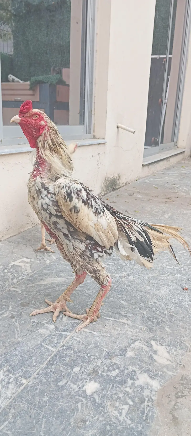 Aseel Shamo male — photo 2