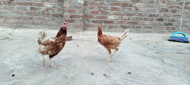 2 Hen for sale eggs wali hain