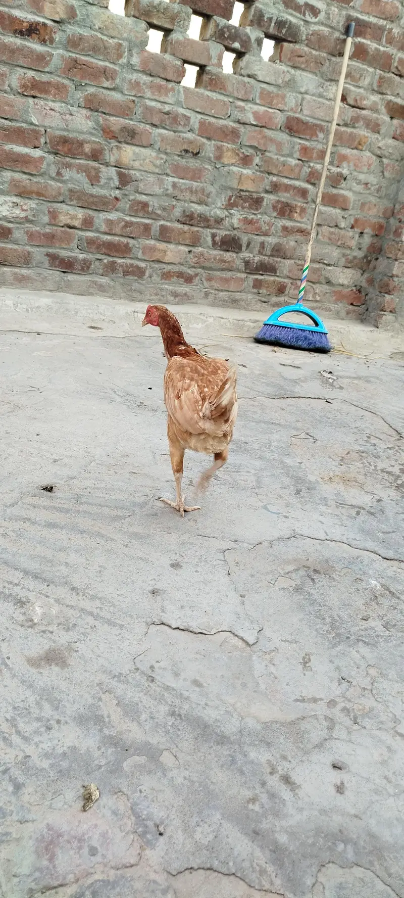 2 Hen for sale eggs wali hain — photo 2