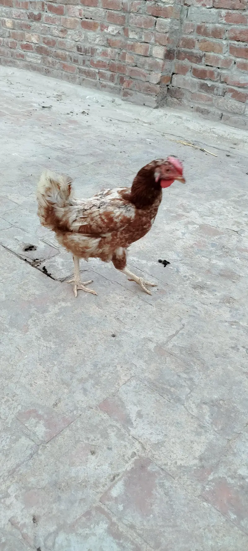 2 Hen for sale eggs wali hain — photo 3